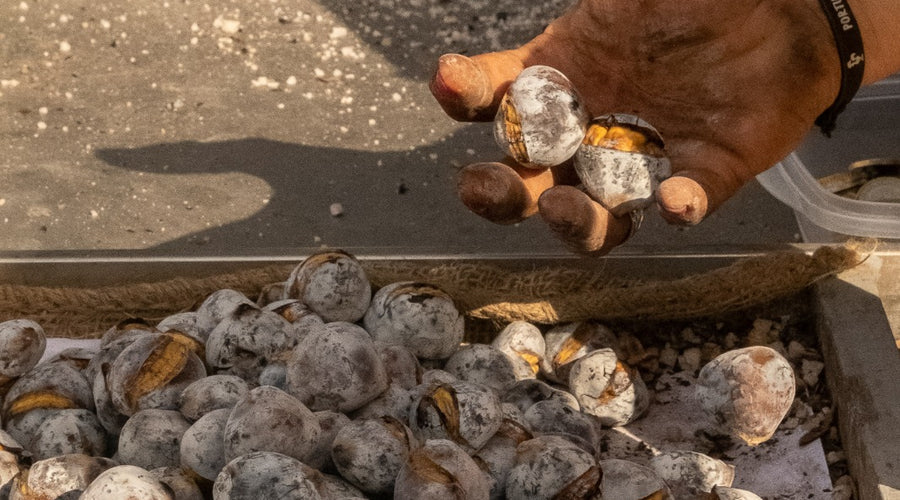 Chauds les marrons !